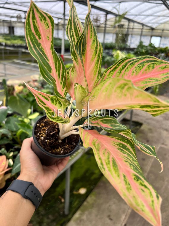 その他観葉植物 Aglaonema Pink Maroon Spot Aglaonema Pink Spot