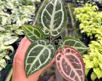 Anthurium Red Crystallinum X SKG Silver – Hybrid Velvet Leaf Aroid