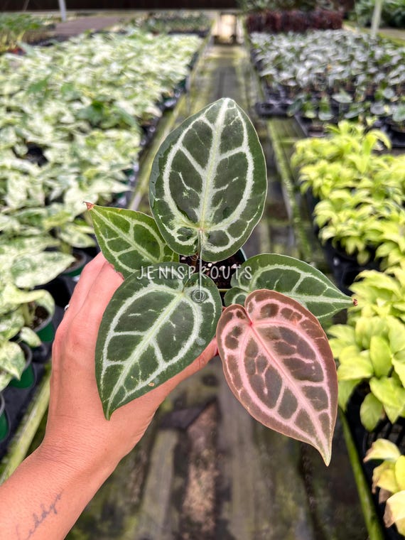 Anthurium Red Crystallinum X SKG Silver – Hybrid Velvet Leaf Aroid