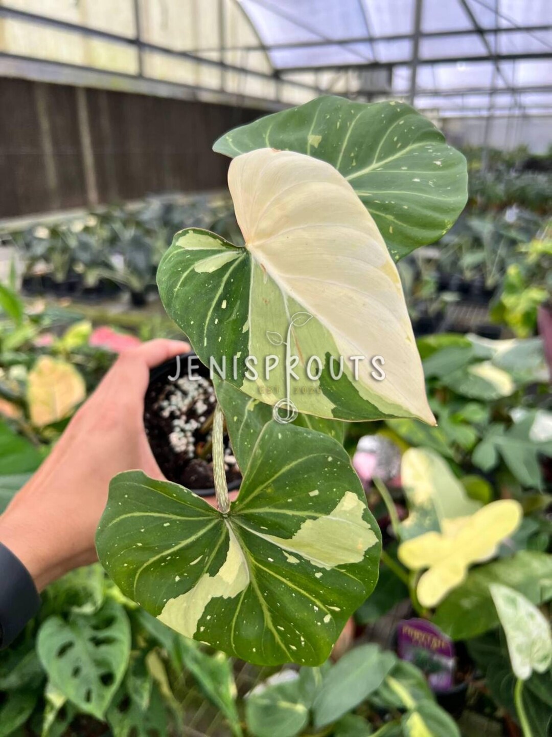 succulent hoya Hoya Heart Plant – Hey Rooted main image 1