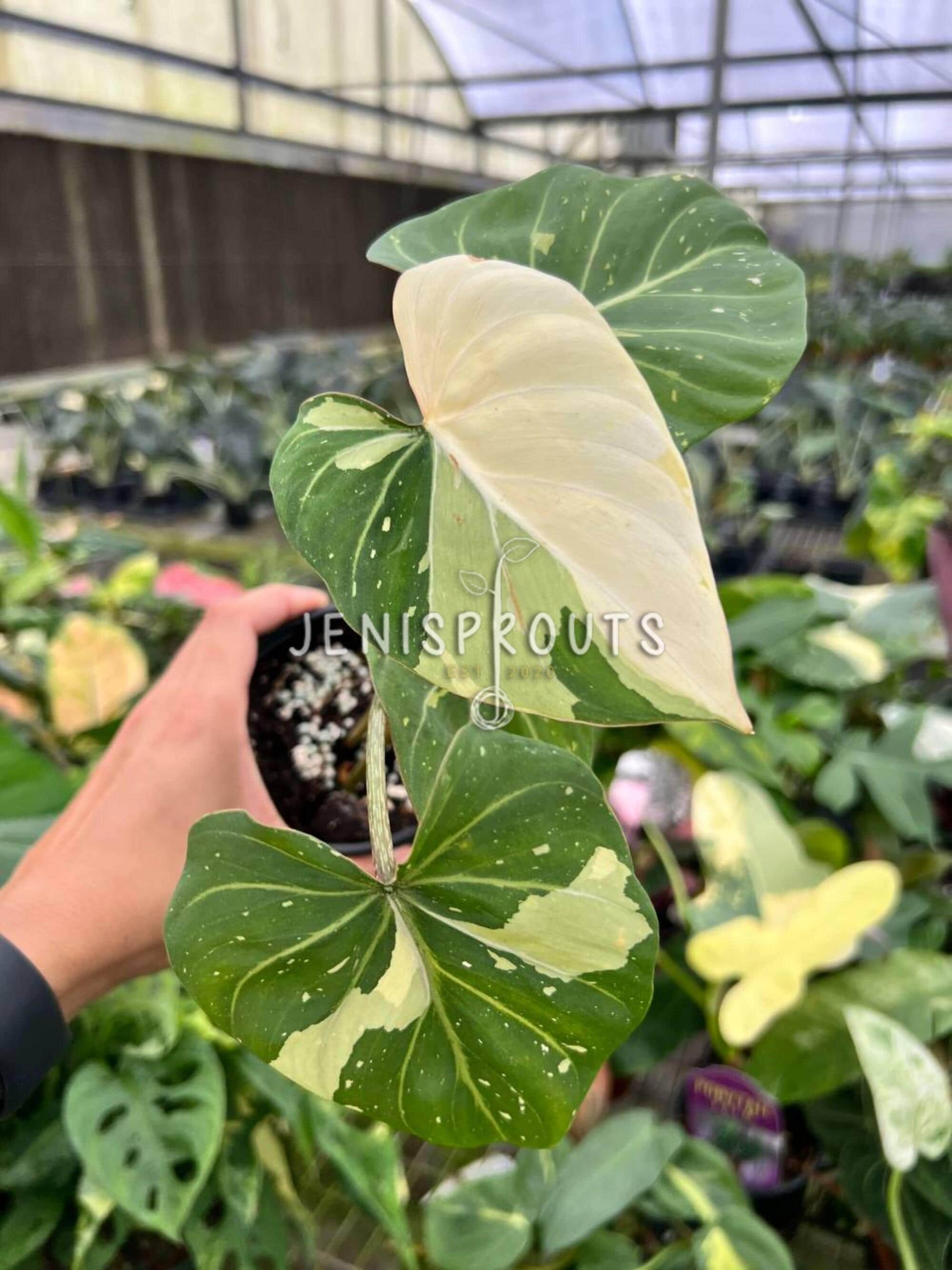 Philodendron Gloriosum Variegated Pot 4. Large, Velvety Leaves, Striking  Variegation - Indoor Plants - Houseplant - Tropical Foliage - Etsy