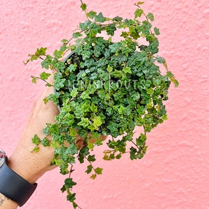 May include: A small green plant with trailing vines growing in a pot. The plant is being held in a hand against a pink wall.