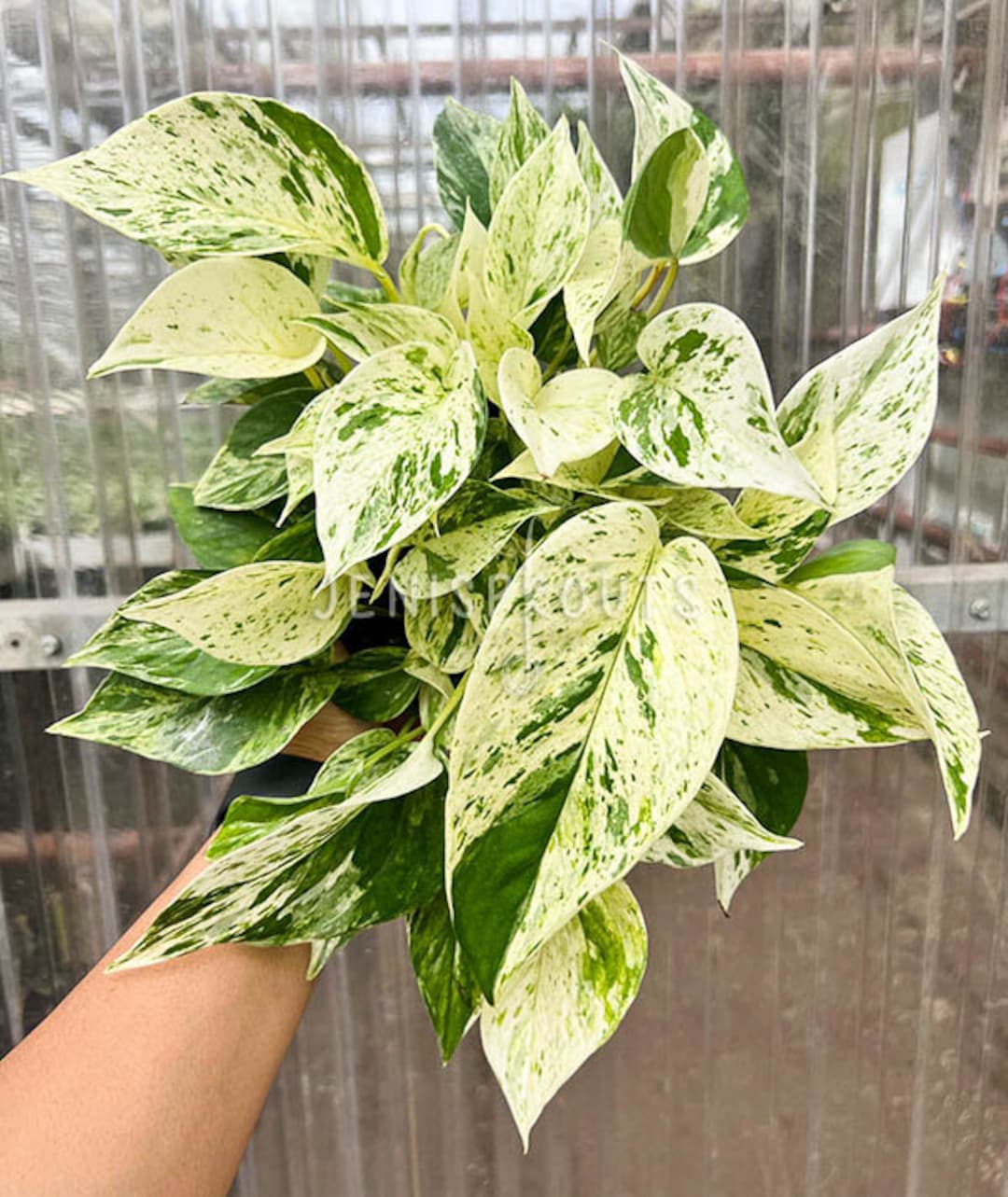 Pothos Marble Queen Variegated Pot 6. Classic Variegated Leaves for a  Timeless Look - Houseplant - Indoor Plant - Decoration - Etsy