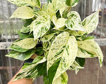 Pothos Marble Queen Variegated Pot 6”. Classic variegated leaves for a timeless look - Houseplant - Indoor plant - Decoration