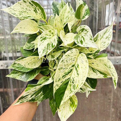 Lemon Lime Philodendron Cordatum: Cheerful Tropical Houseplant (4" Pot) -  Etsy