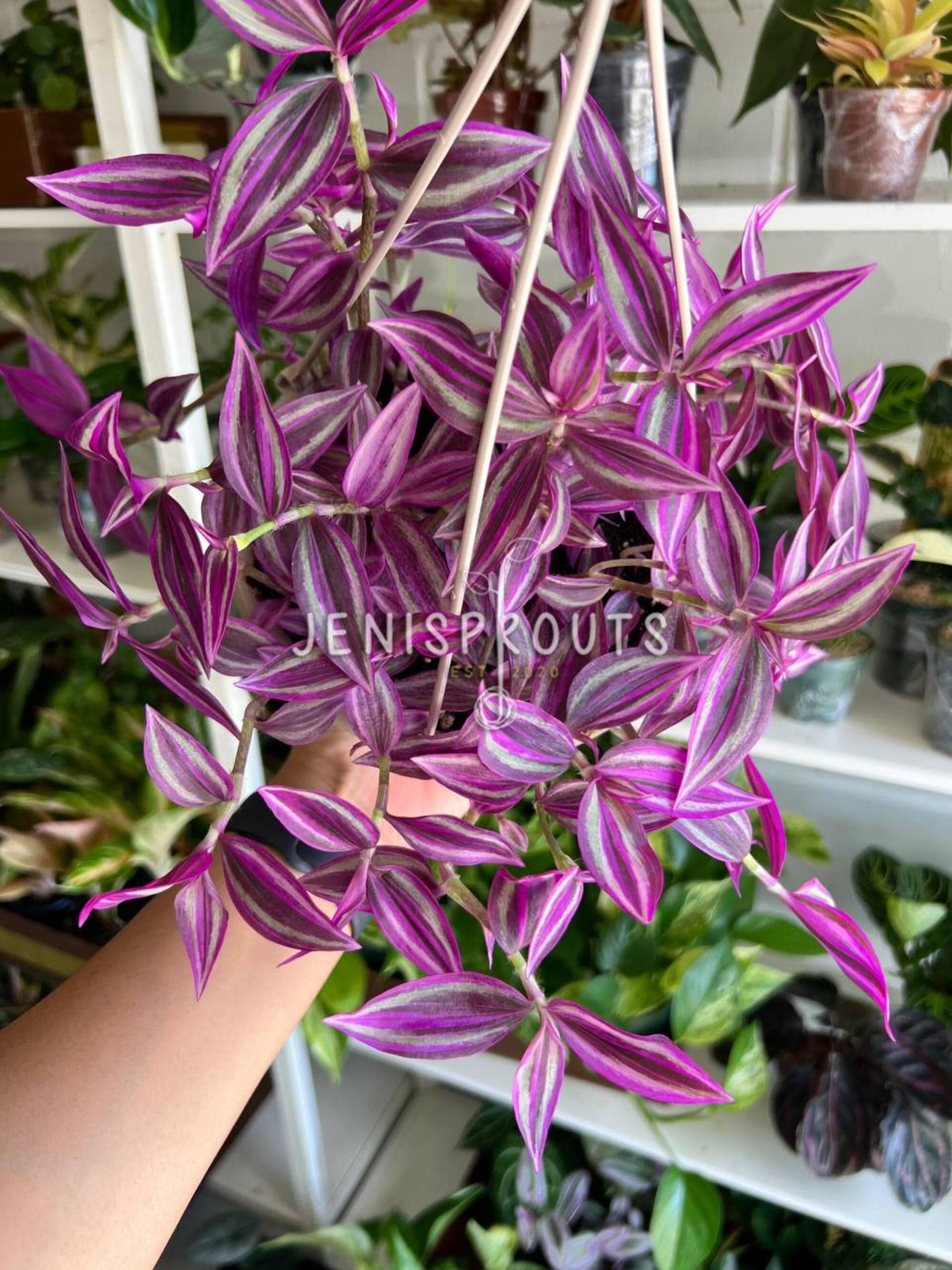 Tradescantia Pink Paradise Hanging Basket Pot 6” | Pink Trailing