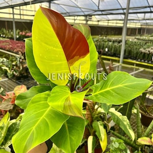 May include: A vibrant green and yellow plant with a single red leaf. The plant has large, heart-shaped leaves with prominent veins. The plant is being held by a hand in a greenhouse setting.