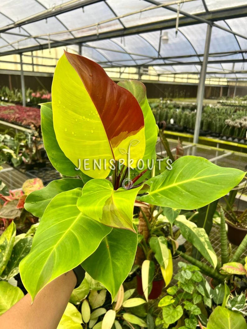May include: A vibrant green and yellow plant with a single red leaf. The plant has large, heart-shaped leaves with prominent veins. The plant is being held by a hand in a greenhouse setting.