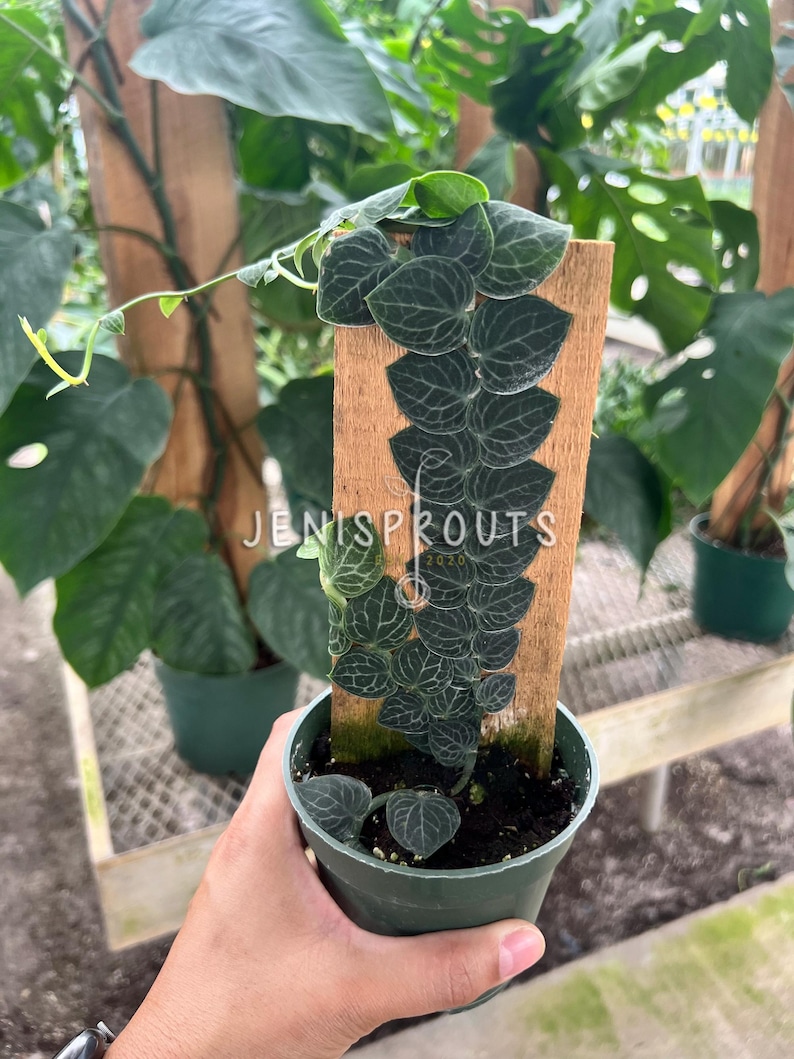 Jenisprouts Rhaphidophora Cryptantha - Thumbnail 2