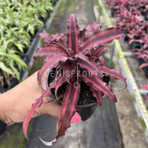 Cryptanthus Earth Star Pot 4”. Unique, star-shaped leaves for a unique look - Indoor Plants -  Houseplant - Tropical Foliage