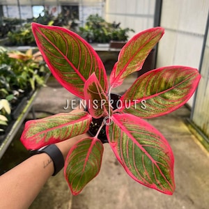 Aglaonema Khanaz Pot 4”. Bold color, effortlessly stylish - Houseplant - Tropical Foliage - Indoor Plants