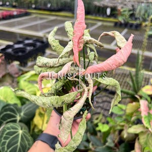 Syngonium Pink Rolli Pot 4&quot;. Soft pink statement - Indoor Plants - Tropical Foliage - House Decoration