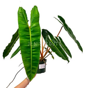zz chameleon plant ZZ Chameleon Plant Care