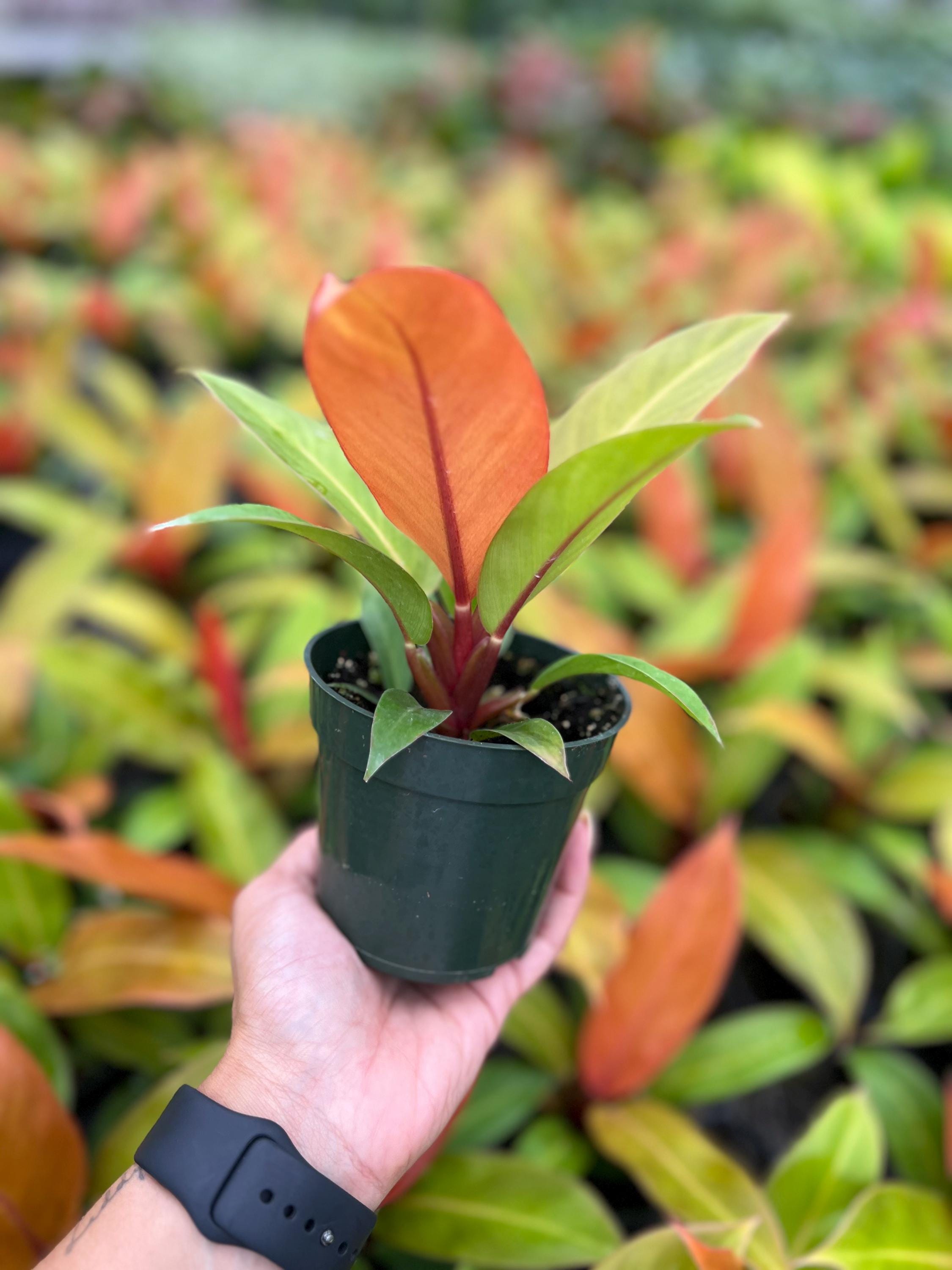 Philodendron Prince of Orange: Vibrant Tropical Houseplant (4" Pot) - Etsy