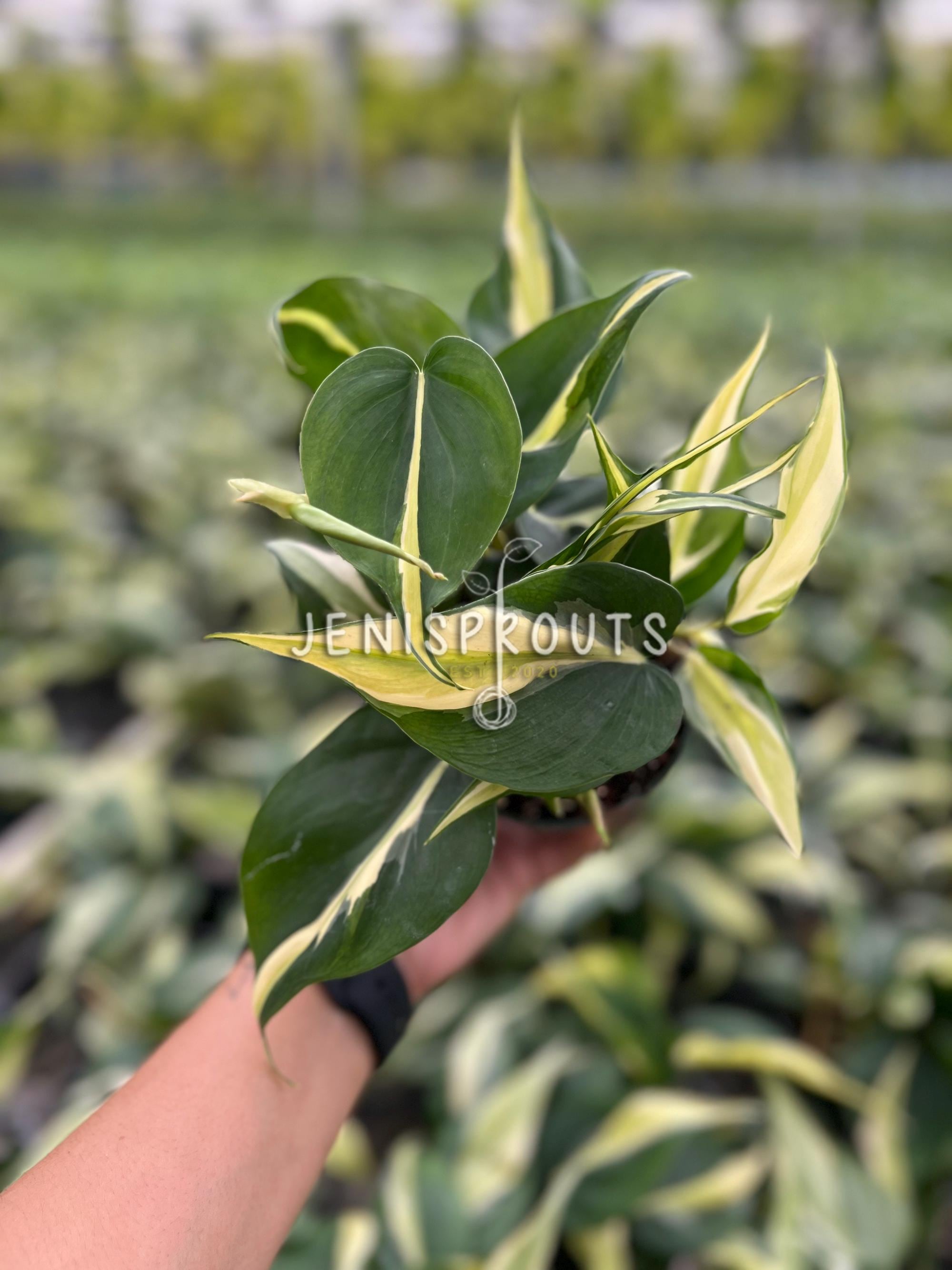 pothos hanging basket Pothos, Marble Queen 8