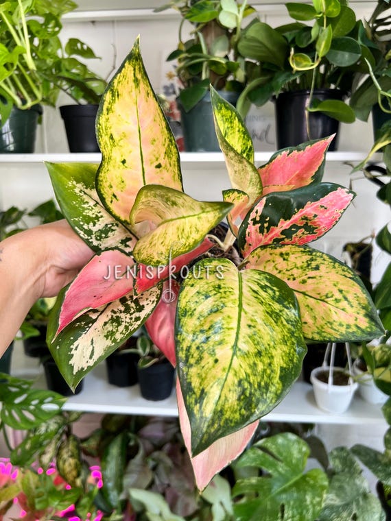 Aglaonema Cochin Original Variegated Aglaonema Peach Cochin