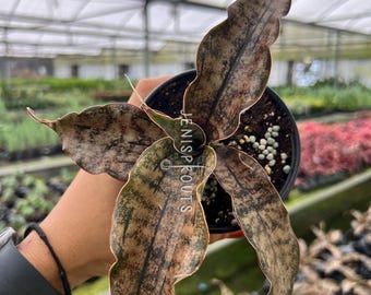 Anthurium 'blue Venom' (ace × BVEP Clone) | Rare Velvet Aroid