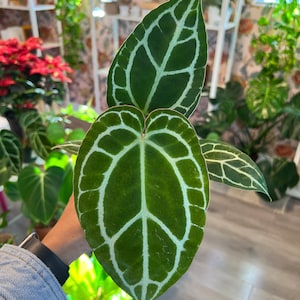 Anthurium Crystallinum Pot 4” Indoor Plants -  Houseplant - Tropical Foliage