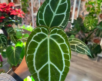 Anthurium Crystallinum Pot 4” Indoor Plants -  Houseplant - Tropical Foliage