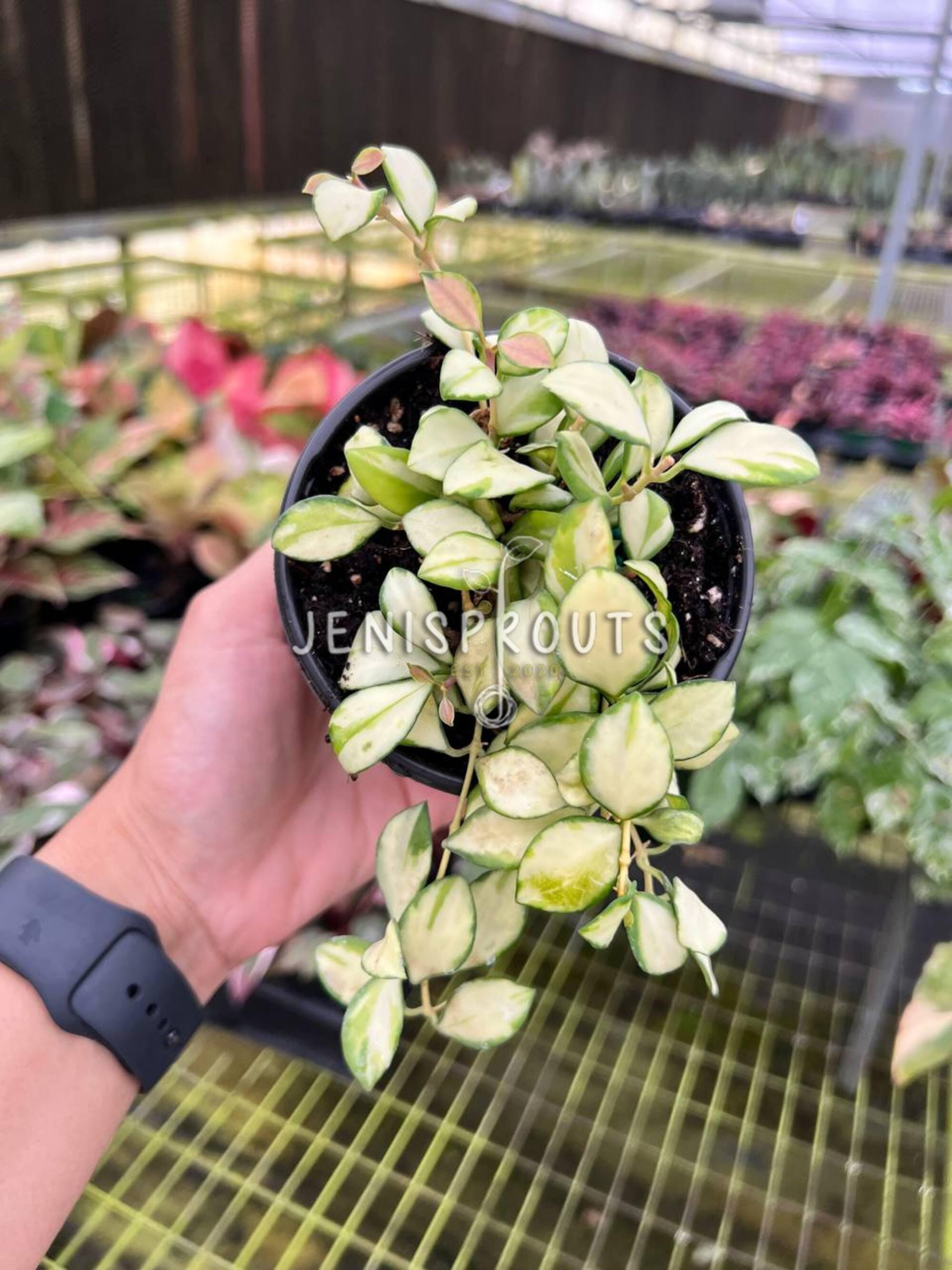 Hoya Heuschkeliana Variegata Pot 4”. Variegated Leaves for a Touch