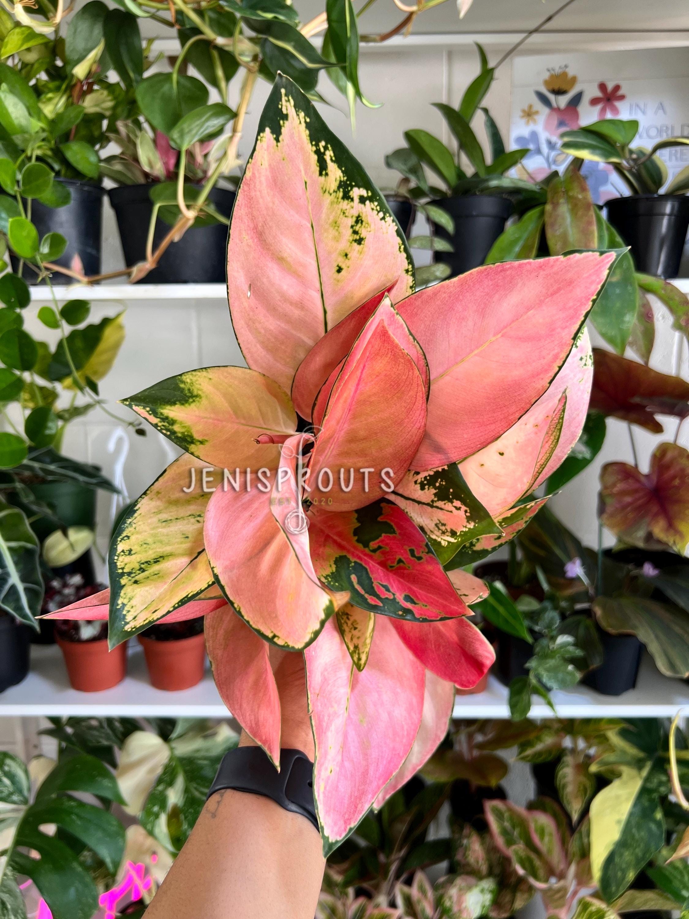その他観葉植物 Aglaonema Cochin Original Variegated Aglaonema Cochin Original Variegated Aglaonema Peach Cochin