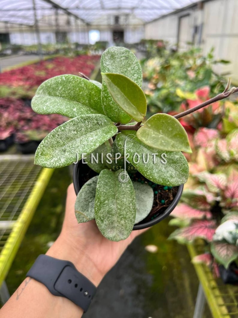 Jenisprouts Hoya Nova Ghost