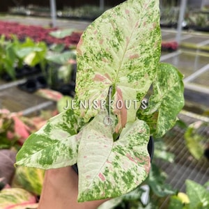 Syngonium Milk Confetti Tricolor Pot 4”. Dreamy pastel tones - Indoor Plants -  Houseplant - Tropical Foliage