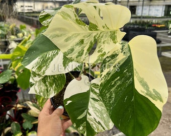 Monstera Albo Variegata Pot 6” Indoor Plants -  Houseplant - Tropical Foliage - Collection Plant