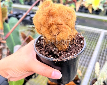 Chicken Fern Pot 4”. Delicate, feathery fronds with a unique texture - Indoor Plants -  Houseplant - Tropical Foliage
