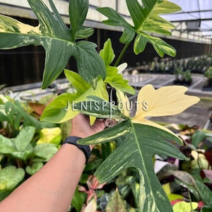 Philo Mayoi Florida Beauty - Etsy