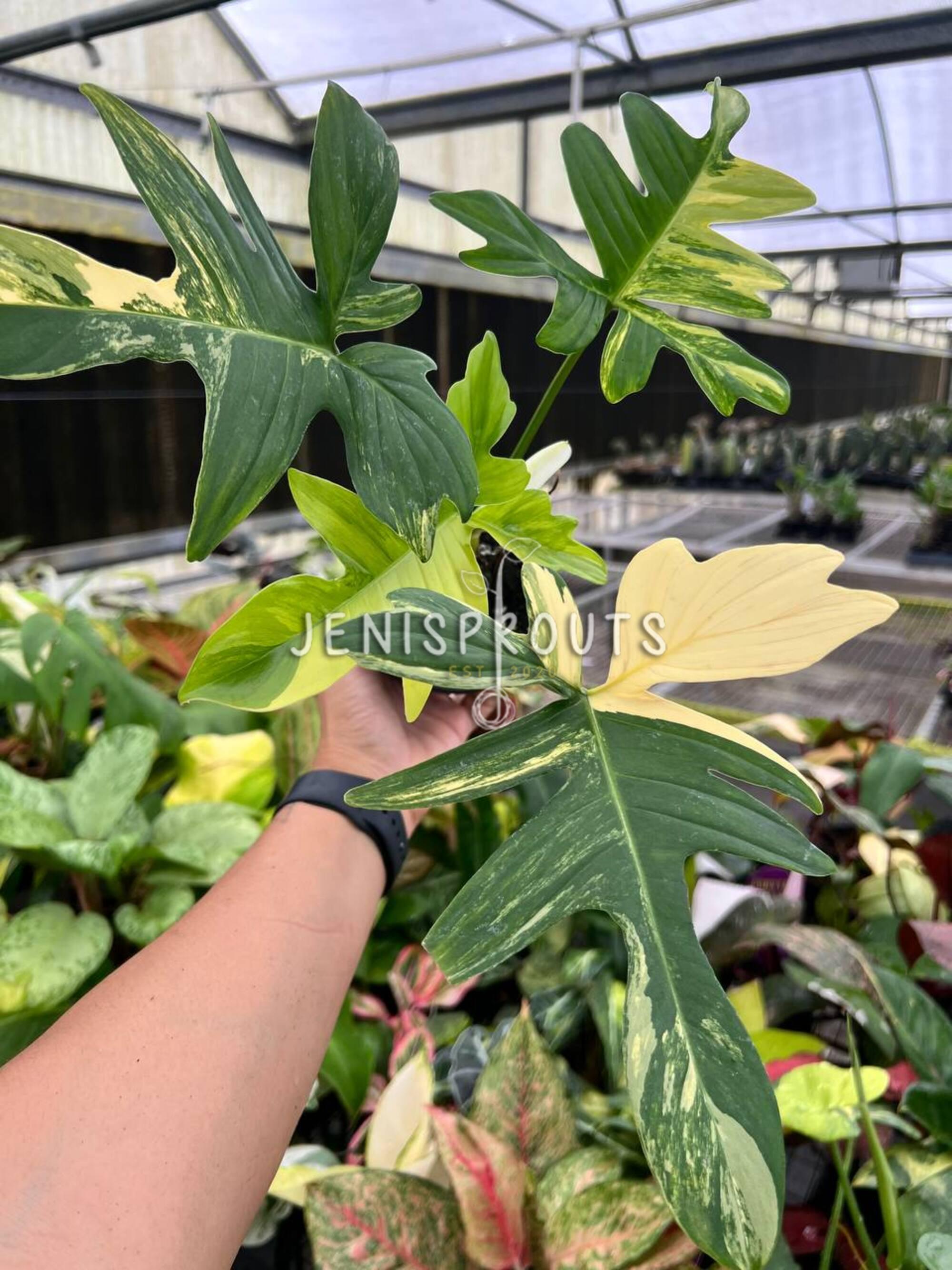 Philodendron Florida Beauty X Mayoi – Rare Hybrid Aroid – 4” Pot 