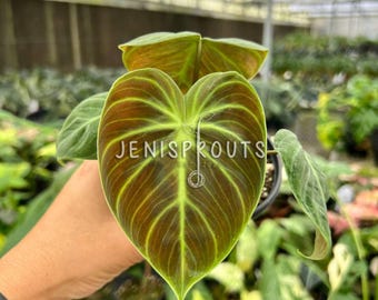Philodendron El Choco Red Pot 4”- Deep red leaves for a dramatic statement - Indoor Plants -  Houseplant - Tropical Foliage