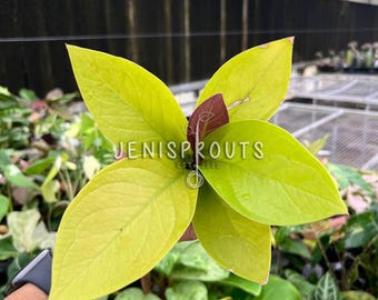Anthurium Jungle Bush Starter Plant (ALL STARTER PLANTS Require You to  Purchase 2 Plants!) - Etsy