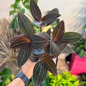 Jewel Orchid Ludisia Discolor Pot 4”. Velvet-textured leaves with iridescent veins - Indoor plant - Houseplant - Tropical Foliage
