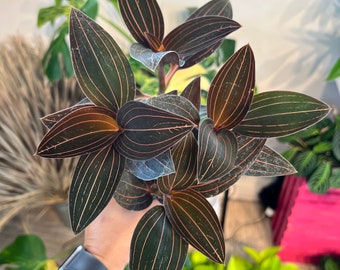 mmmy　orchid ブラック Pixie ピクシー プラットフォームミュール - ブラック | CHARLES