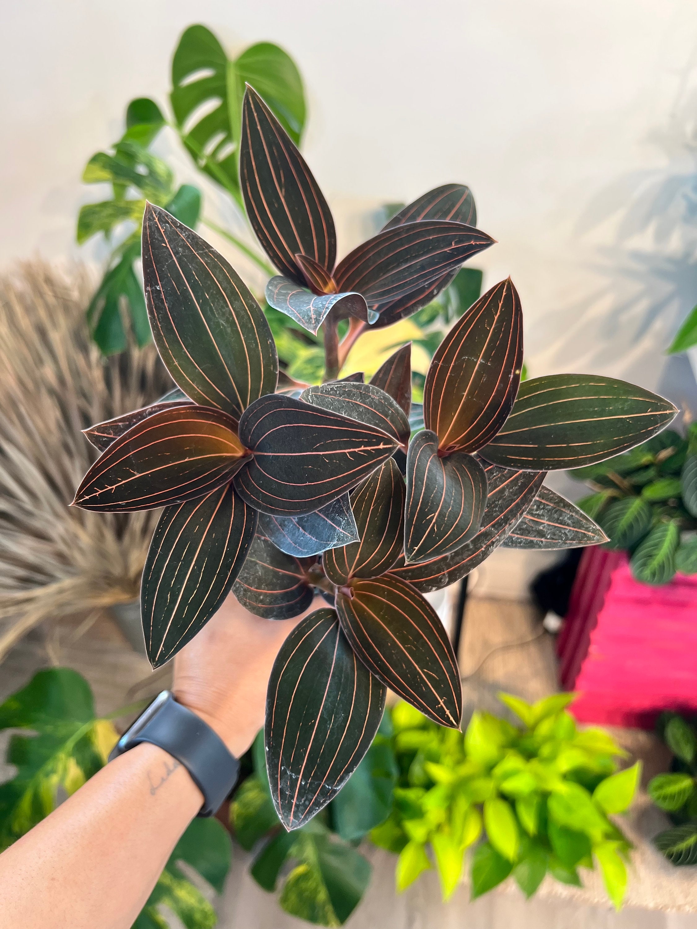 Jewel Orchid Ludisia Discolor Pot 4”. Velvet-textured Leaves With