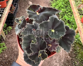 Begonia Zanzibar Pot 4” Indoor Plants -  Houseplant - Tropical Foliage