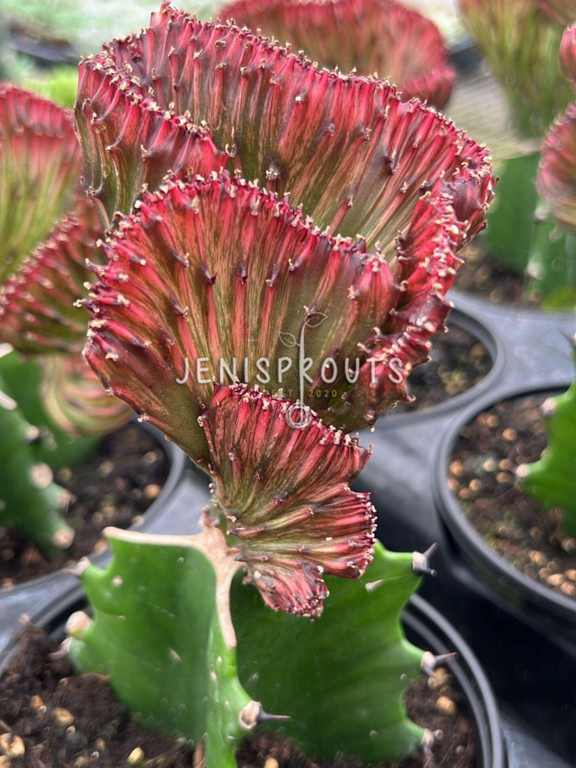 Live Mermaid Tail Cactus Plant - Euphorbia Lactea Cristata, 4-inch Pot, Crested Coral Succulent, Light Purple, Indoor Houseplant