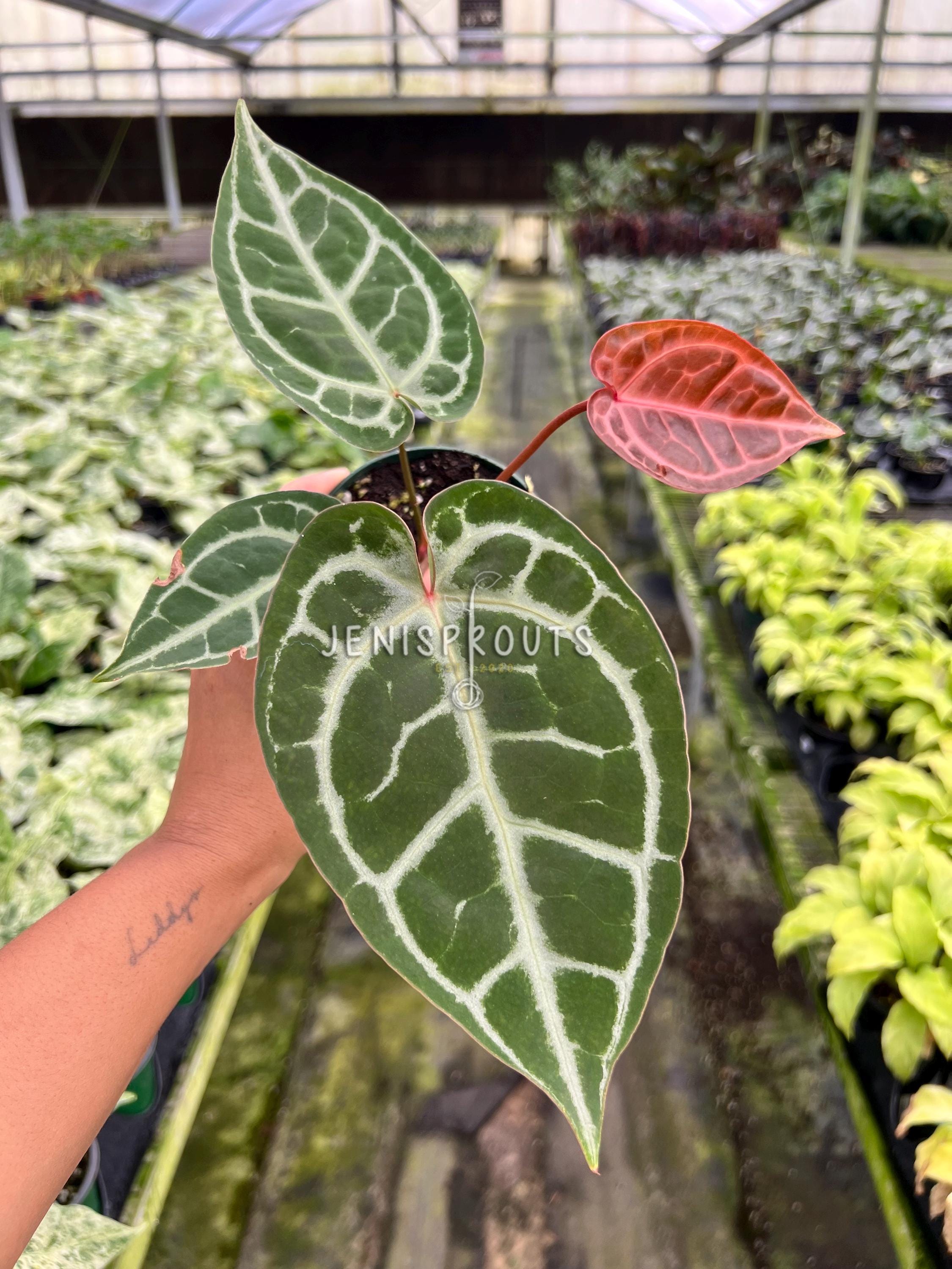 Anthurium Red Crystallinum X SKG Silver – Hybrid Velvet Leaf Aroid