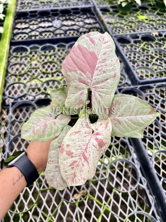 Syngonium Milk Confetti Pot 4”. Creamy white variegation on leaves - Indoor Plants -  Houseplant - Tropical Foliage