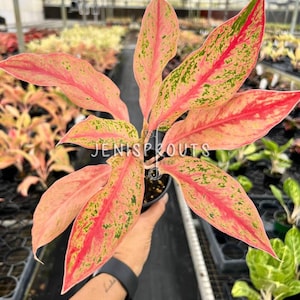 Aglaonema Pink Baramee Pot 4”. Soft pink elegance - Houseplant - Indoor Plant - Live plant - Colored Leaves