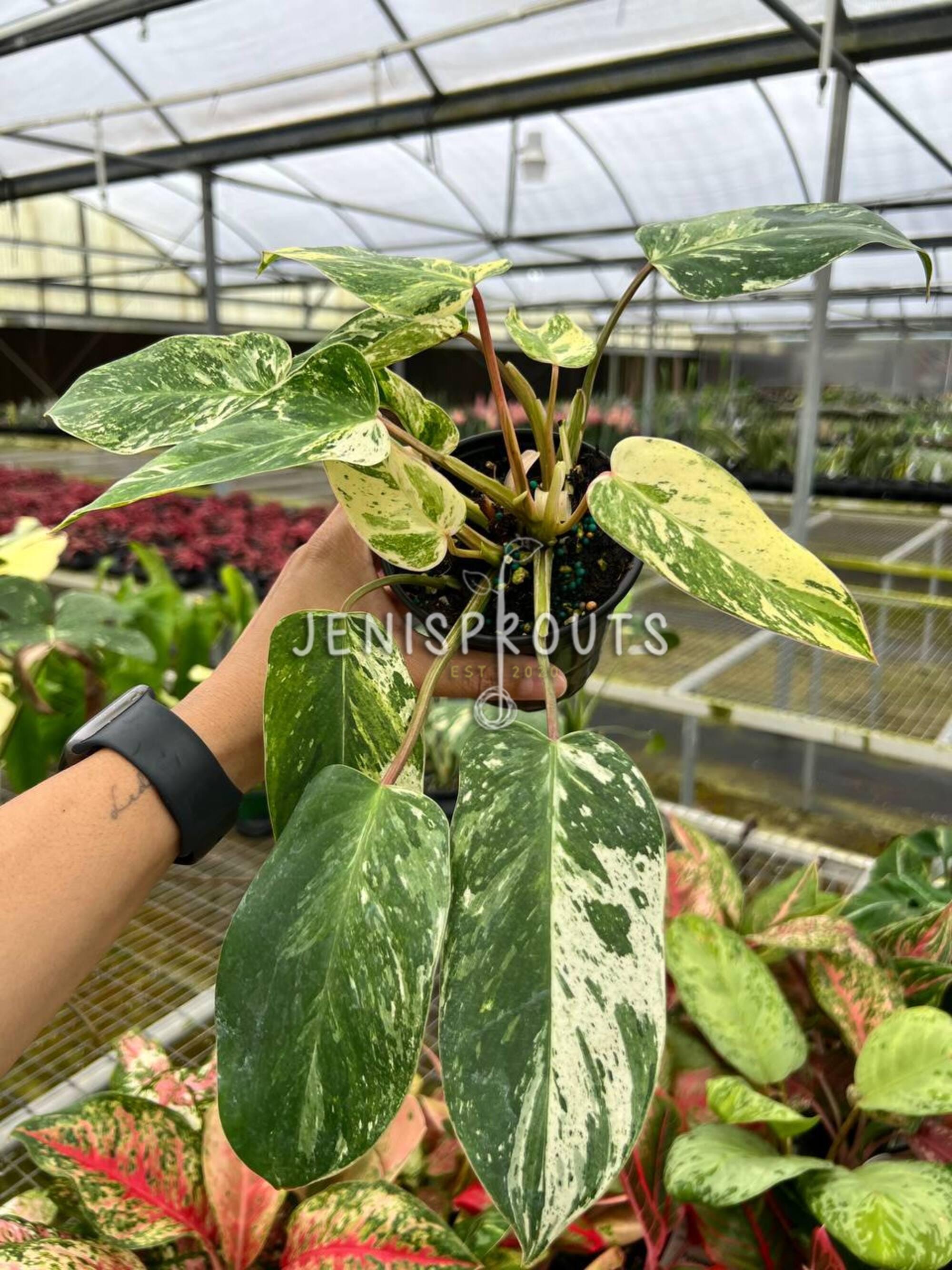 Philodendron Emerald King Pot 4 | Upright, Glossy Green Stunner | Indoor  Plants | Houseplant | Tropical Foliage - Etsy