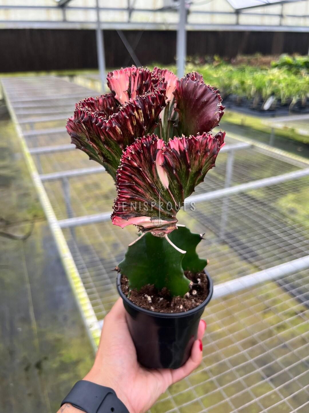 Live Mermaid Tail Cactus Plant - Euphorbia Lactea Cristata, 4-inch Pot, Crested Coral Succulent, Light Purple, Indoor Houseplant