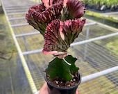 braided sansevieria cylindrica Braided Sansevieria , 4