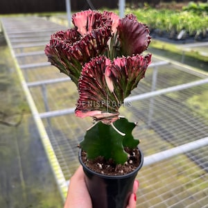 May include: A pink and green cactus plant with a ruffled appearance, growing in a black pot. The plant is being held by a hand.