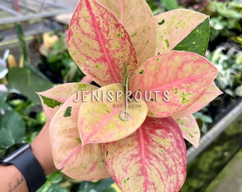 Aglaonema Emerald Pink: Live Indoor Plant in 4" Pot