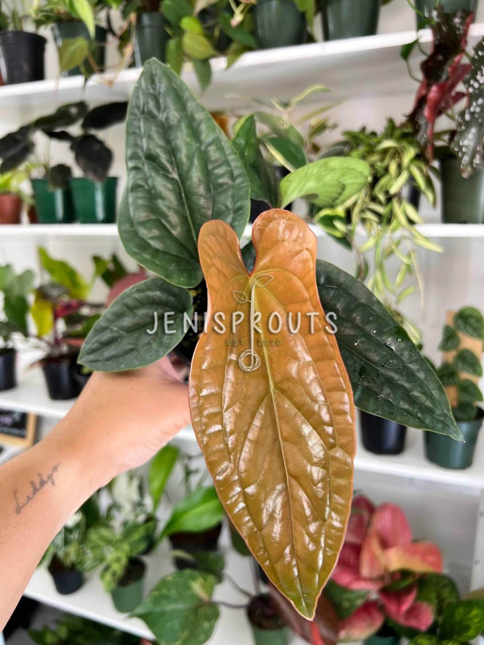 Large Anthurium Luxurians - Etsy