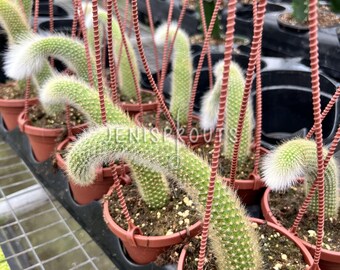 Monkey Tail Cactus Pot 4”. Unique, Furry Appearance for a Playful