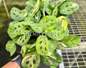 Maranta Leuconeura Kerchoveana Variegata (variegated Prayer Plant) Multiple  Options **US Seller** - Etsy