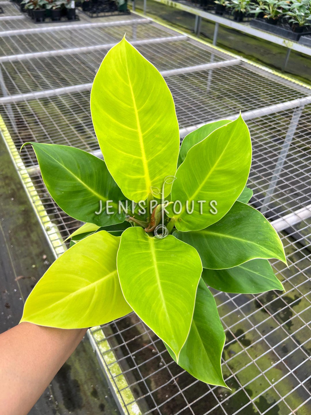 philodendron atabapoense Philodendron atabapoense 6" Pot / Self Watering / Without Pot